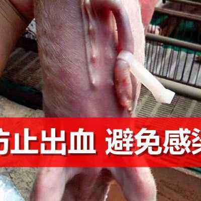 小猪用脐带夹仔猪护脐带小u猪猪A用猪剪断齐断脐扣养猪设备猪场用