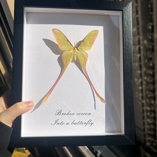 长尾大蚕蛾真蛾子标本家居装饰画课桌摆件生日圣诞节创意礼物