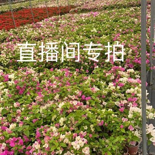 娇娇家三角梅树桩 怡锦 重瓣红 重瓣粉  重瓣橙 菲菲娜 比芭老桩