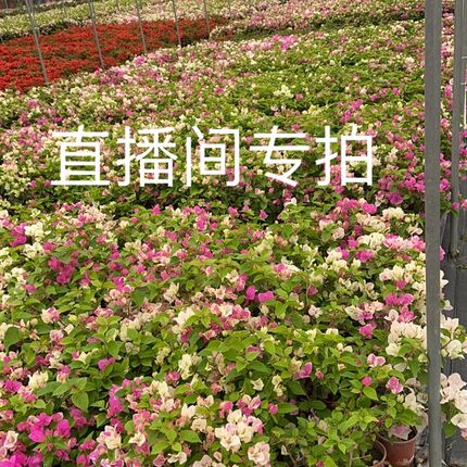 娇娇家三角梅树桩 怡锦 重瓣红 重瓣粉  重瓣橙 菲菲娜 比芭老桩