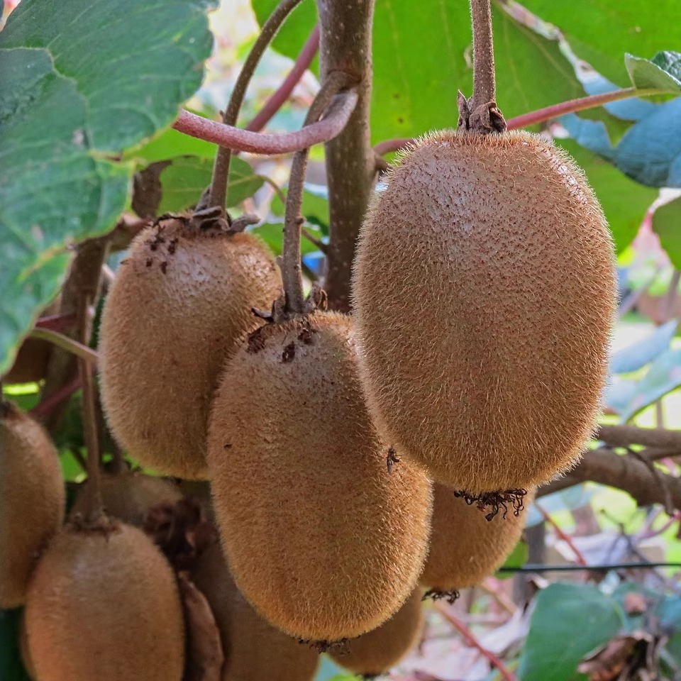 正宗眉县徐香猕猴桃新鲜当季