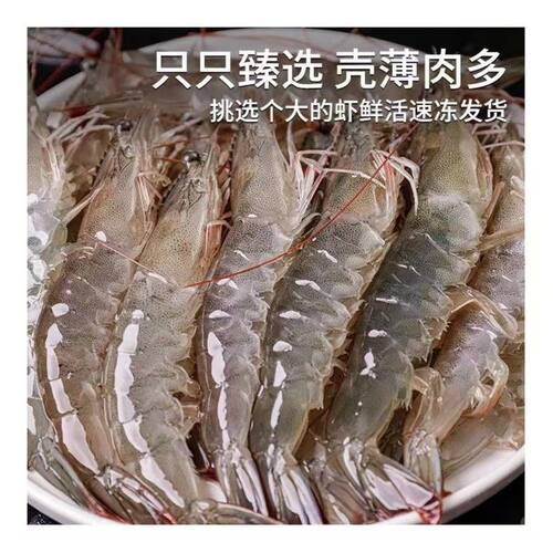 青岛发货大号海虾单只13-16cm，55-65只左右净重3斤活虾速冻4050