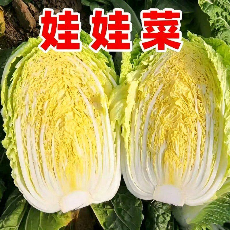 【不泡药水】甘肃高原种植露天黄心娃娃菜脆嫩清甜新鲜时令现摘现