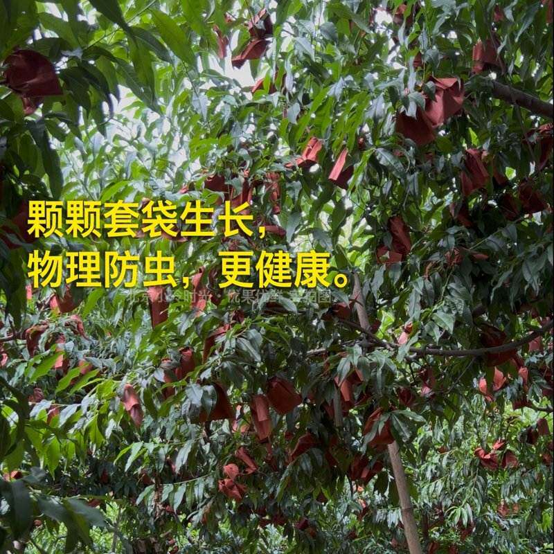 【优果优鲜】北京平谷特产水蜜桃单果225g起净果4.7斤礼盒装