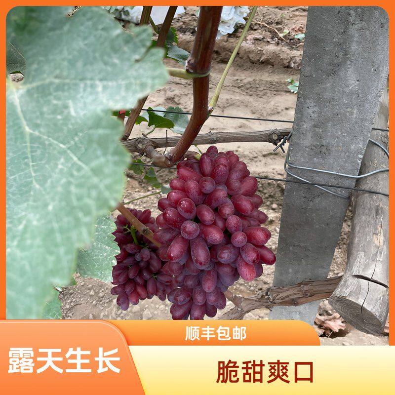 无籽红提新鲜【】农家现摘克伦生葡萄果园直达现摘脆甜爽口