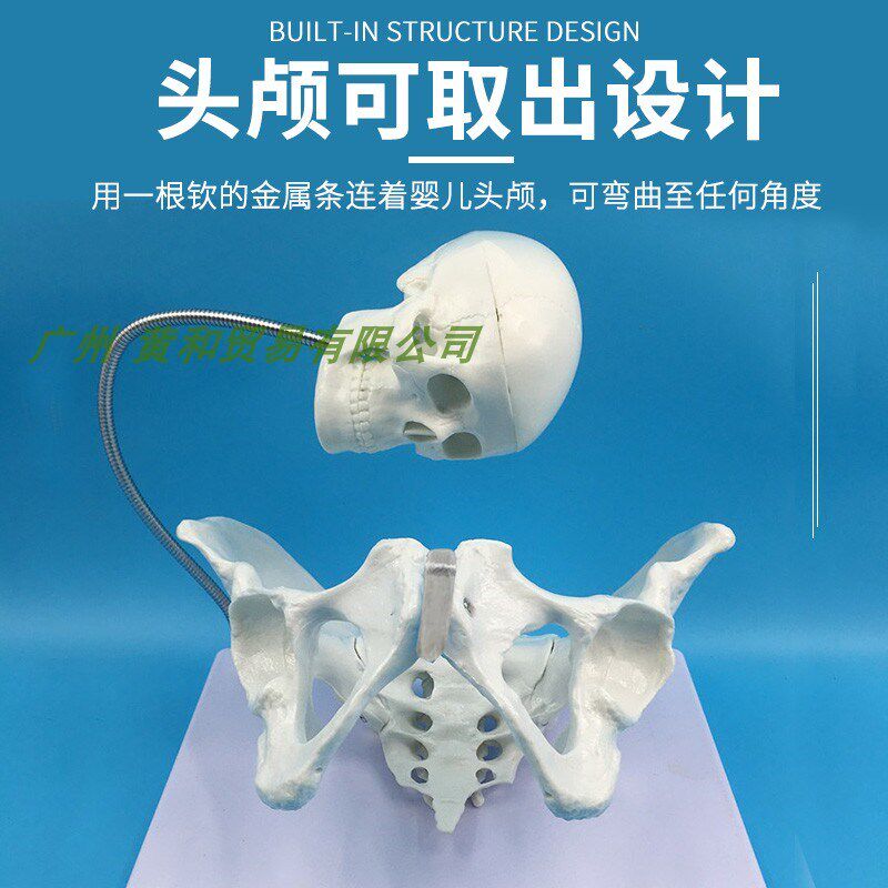 自然大女性骨盆模型 女性骨盆带盆底肌 分娩过程演示助产示教模型