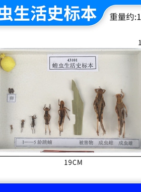 蝗虫生活史标本 J43101 初中高中生物实验 教学仪器器材标本实验