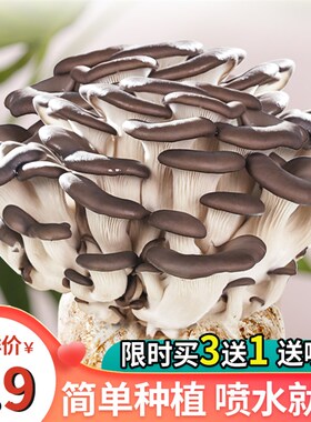 种蘑菇菌平菇菌蘑菇大菌包菌棒盆栽食用菌家庭蘑菇种植包趣味阳台
