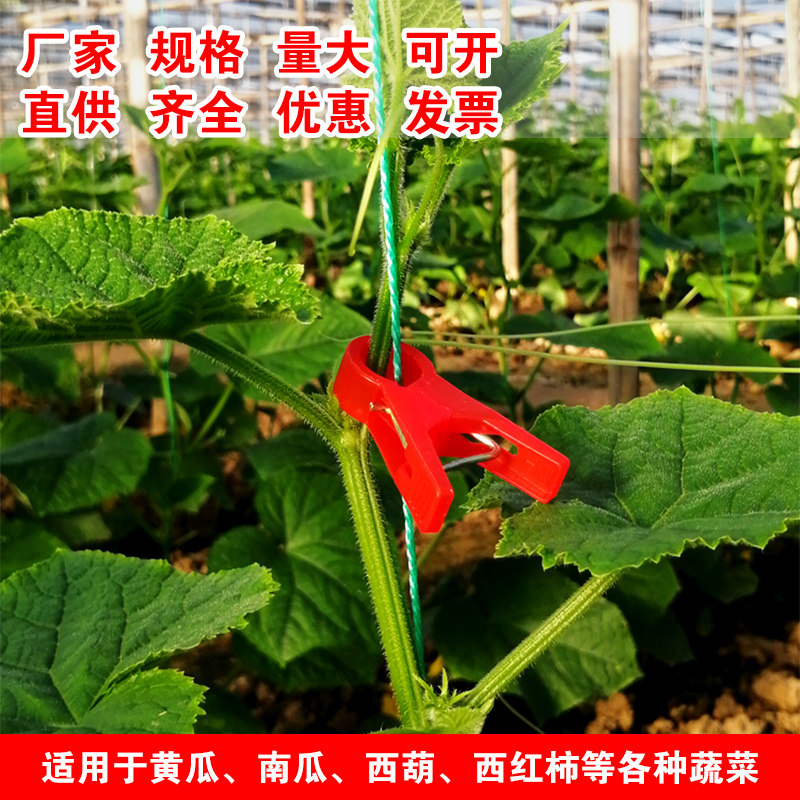 大棚绑蔓夹黄瓜吊蔓夹西红柿吊秧夹子加I厚透明红色黑家用农业园