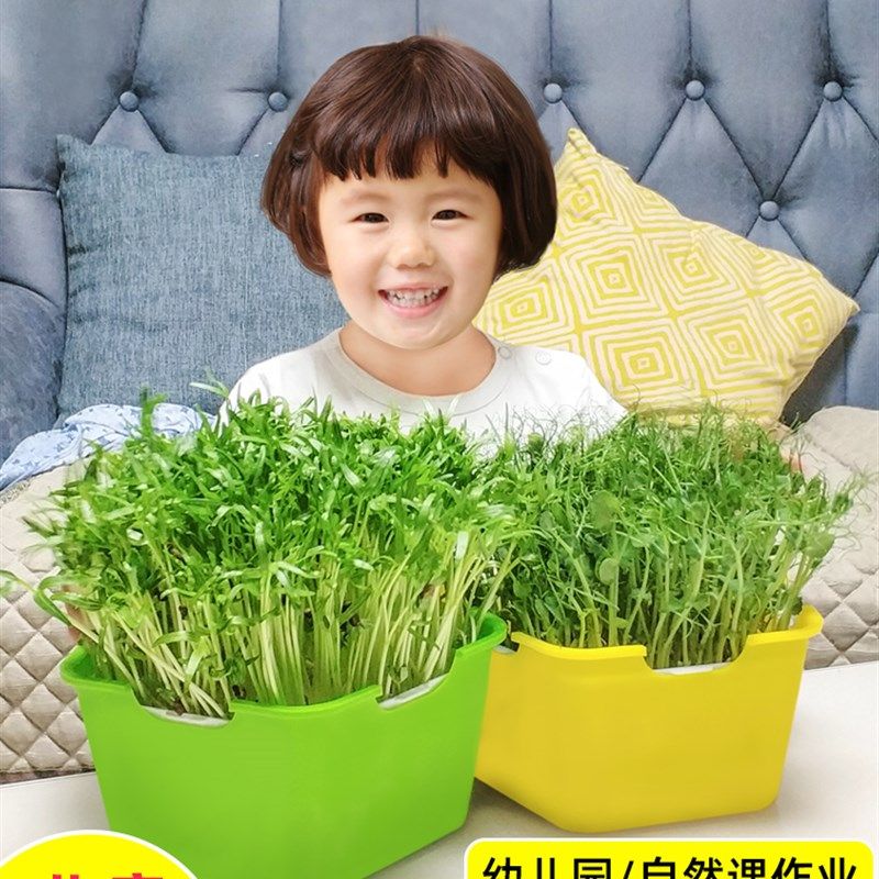 幼儿园植物儿童观察生长种植小学生盆栽发芽水培蔬菜芽苗菜育苗盘,农用物资,苗木固定器/支撑器,淘宝优惠券,粉丝福利购,淘宝优惠卷