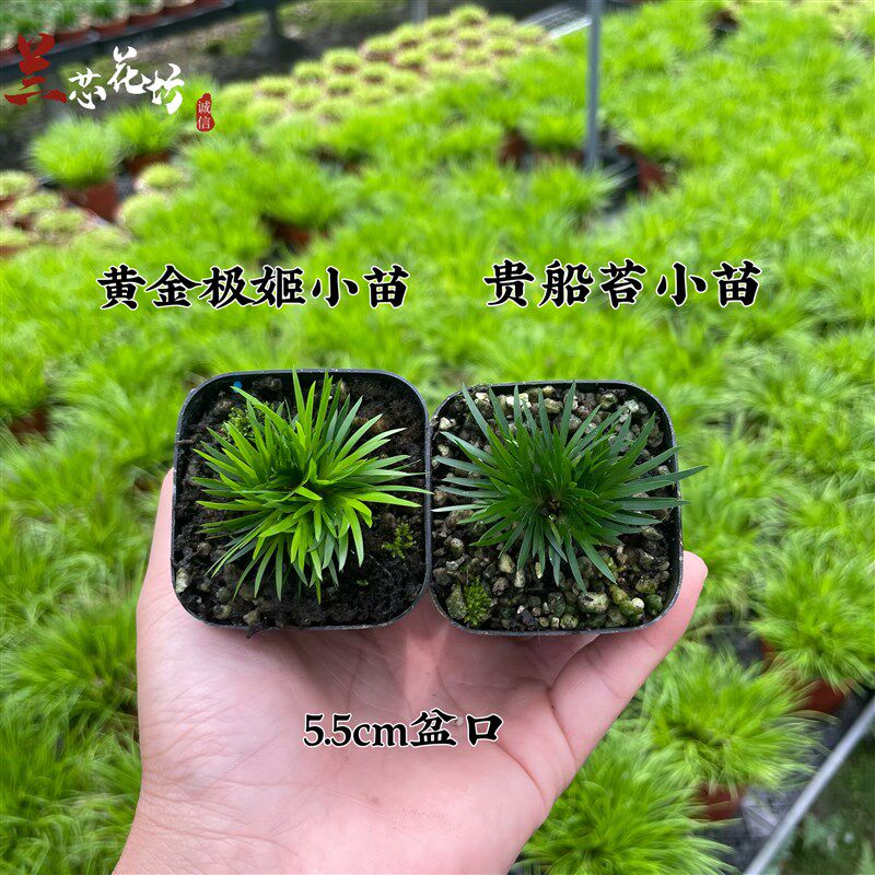 正宗日本菖蒲草微盆景贵船苔黄金极姬蝉小川室内好养绿植禅意盆景