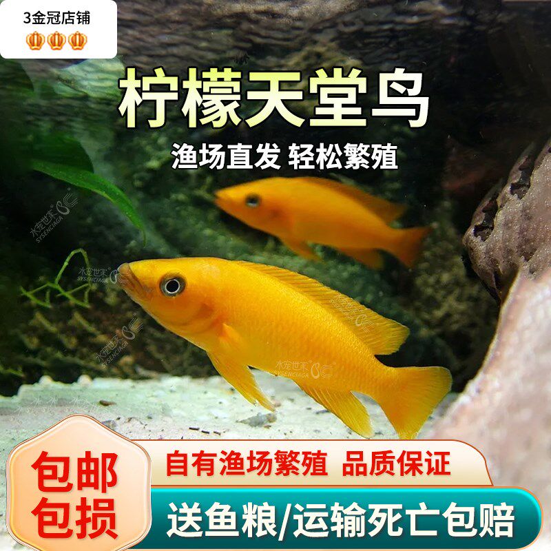 柠檬天堂鸟三湖黄金叮当棋盘凤凰黄帆天堂鸟卷贝类坦鲷三湖鱼活体