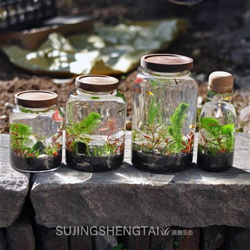 侣生态水草小鱼缸玻璃办公桌面微景观生日情礼换物DIY瓶作ENQ业免