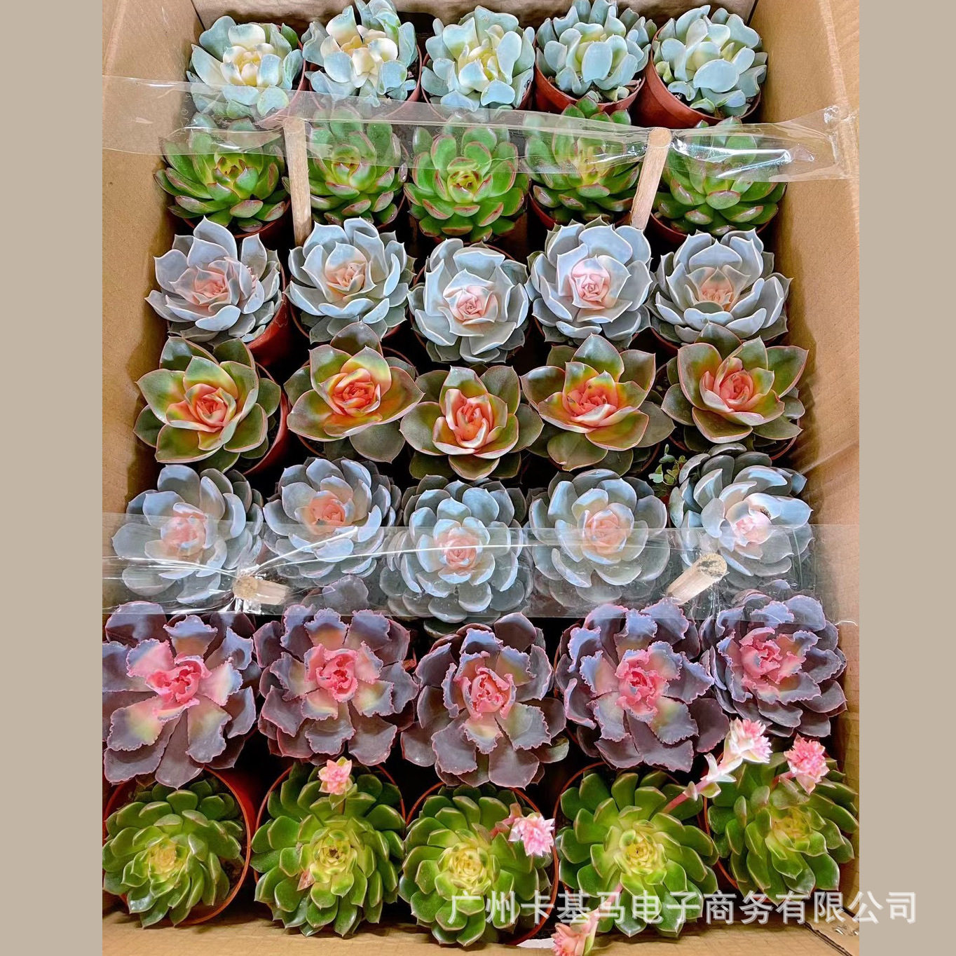 【基地直批】多肉植物多品种随机混装拼箱单装肉肉盆景组合小盆栽