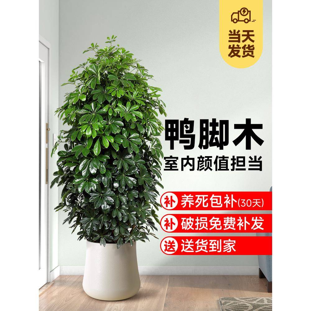 鸭脚盆栽客八方来财办公室无品牌/内厅式落地七叶莲真植物大型绿