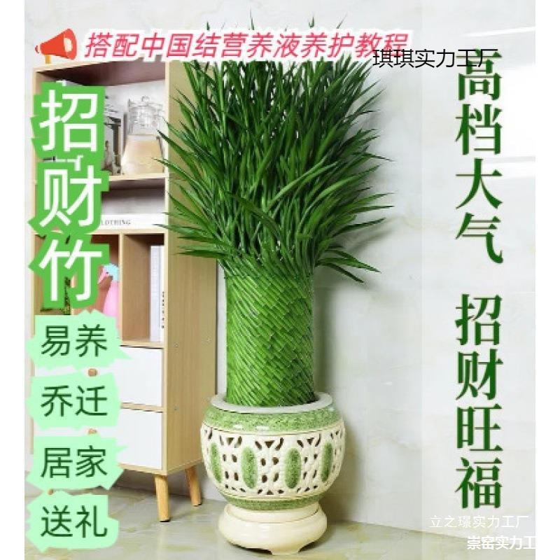 编织专属室内根办养公室富贵竹第竹绿植柒月四代好带水WAX培其他