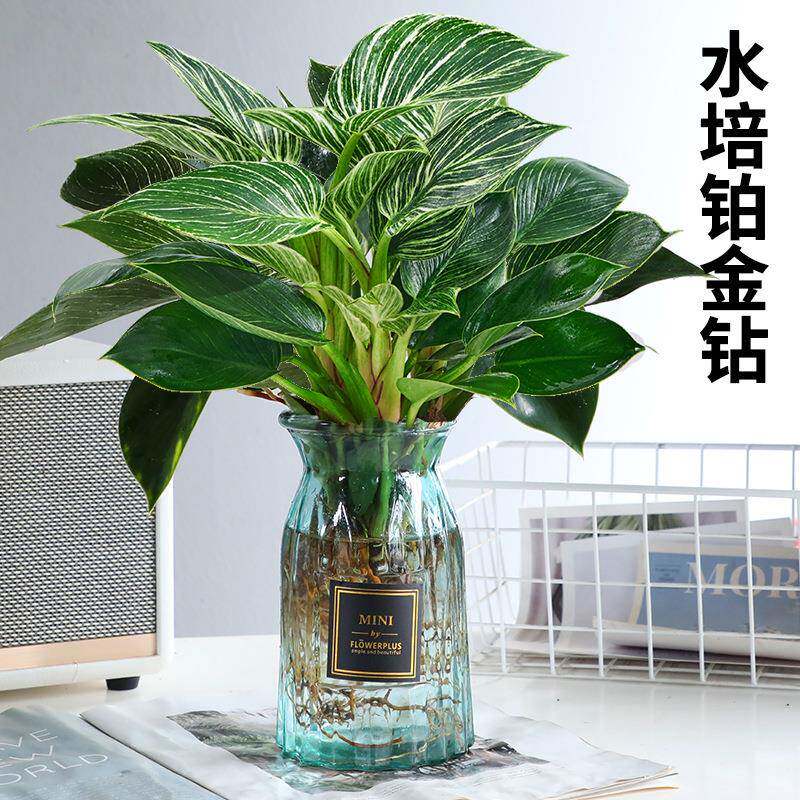 金钻JMX盆栽蔓绿绿绒室内植物花萝铂卉绿植水培多肉新房家用吸除