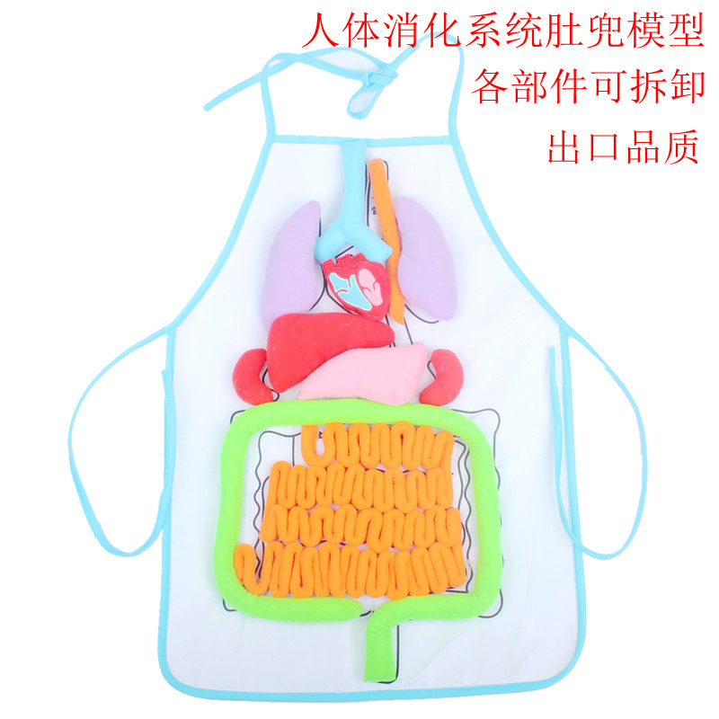 幼儿园科学发现室教学玩具科学探究实验器材人体消化系统肚兜模型