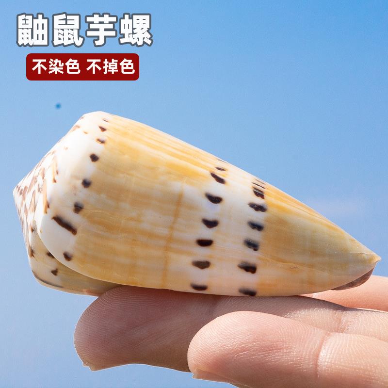 天然海螺贝壳鼬鼠芋螺收藏把玩摆件儿童科普海螺鱼缸水族装饰