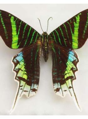 月亮蛾Urania leilus原蝶标本