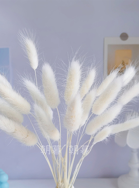白色兔尾草干花真花家居装饰玻璃花瓶摆J件客厅餐桌小清新插花摆