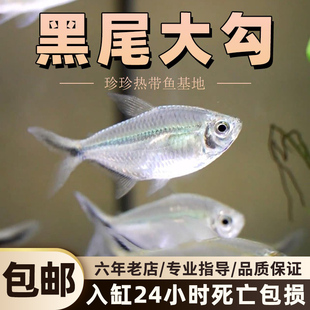 黑尾大勾鱼群游鱼小型热带观赏鱼淡水鱼大勾扯旗鱼红绿灯鱼斑马鱼