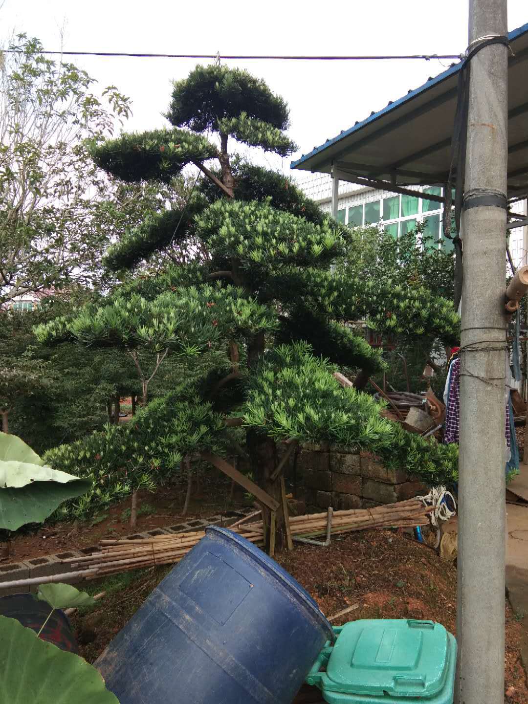 批发精品造型罗汉松 庭院绿化精品园林工程苗木乔木苗圃基地直销