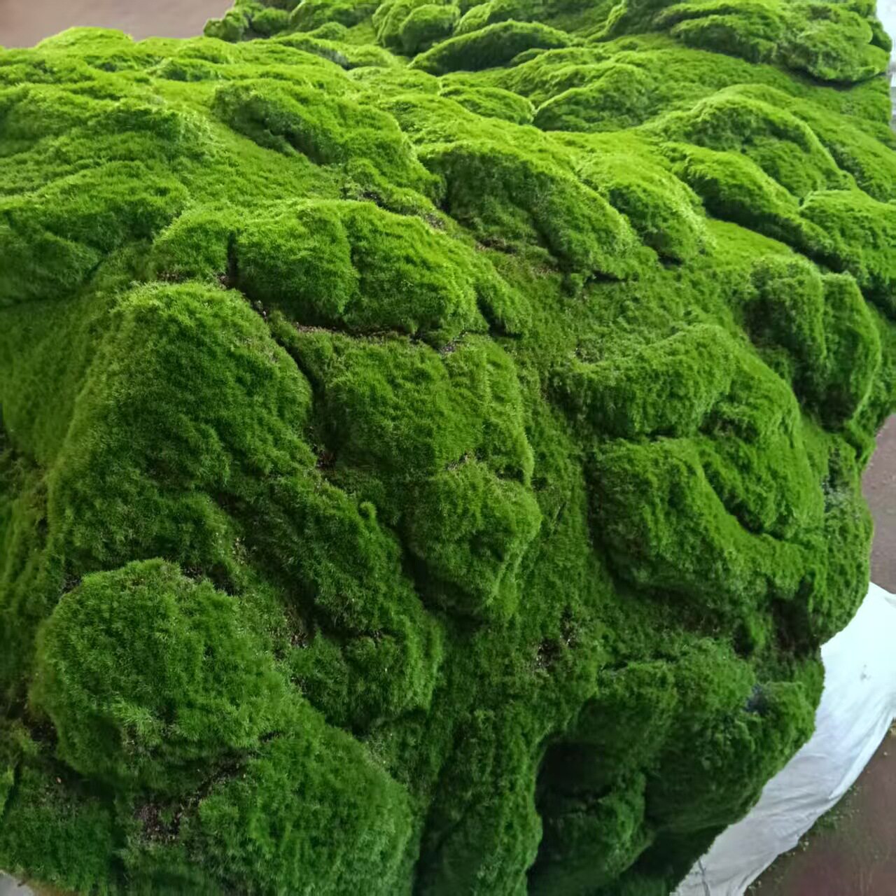 大包棉底草坪假苔藓室内景观苔藓草皮场景橱窗造景苔藓微景观摆件