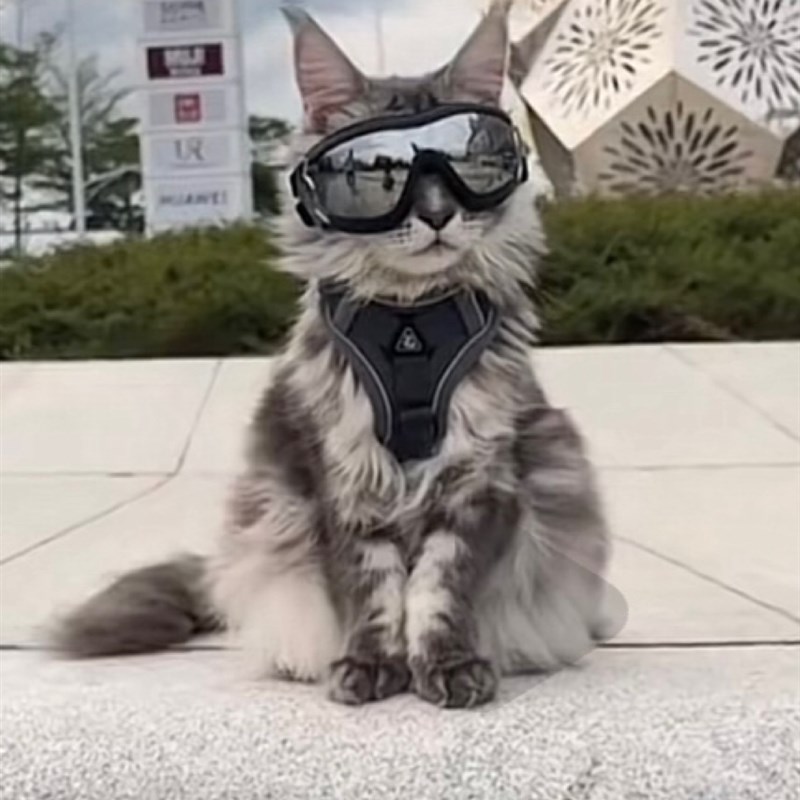 网红猫咪牵引绳背心式外出缅因猫防挣脱遛猫绳自动伸缩背带溜猫链