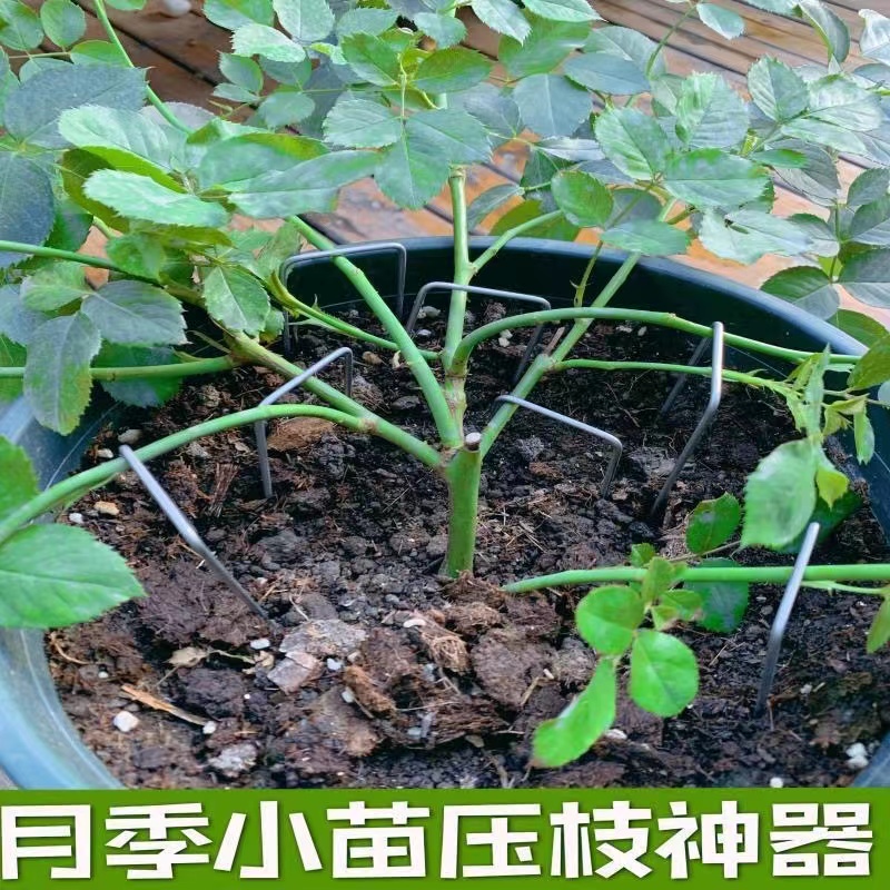 月季花压枝神器多肉站桩横拉钩枝条U形定型盆栽藤本压苗铁丝牵拉