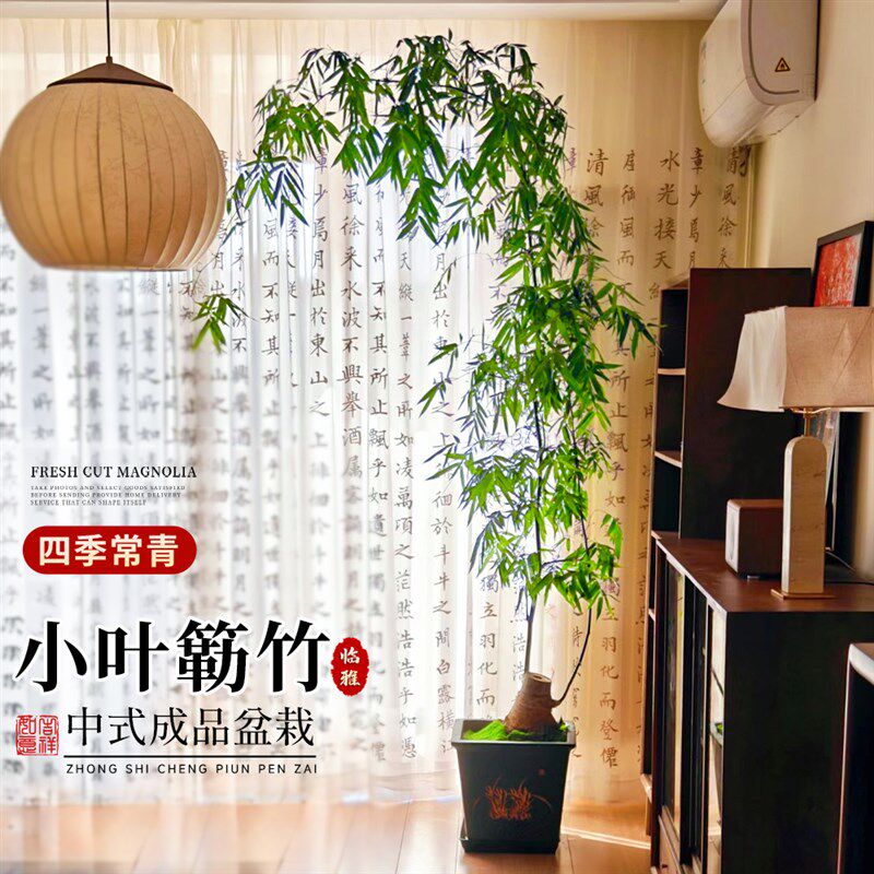 小叶簕竹成品盆景老桩竹子盆栽室内客厅茶室绿植大型落地中式禅意