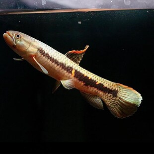 橙腹牙鱼 七彩牙鱼 南美奥x黑牙鱼 枯木牙鱼 加拉辛肉食性猛鱼