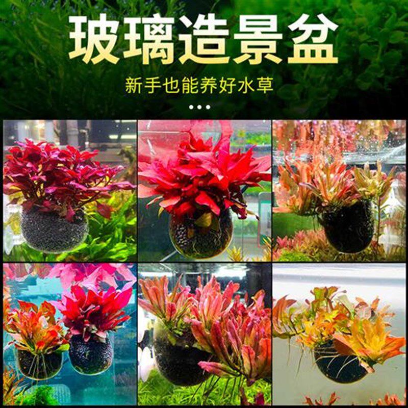 水草养育盆水草培育杯水草杯水草造D景杯盆鱼缸装饰水族箱造景套