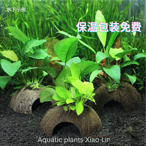 小水榕椰壳定植黄金榕+小水榕椰壳定植椰壳水榕水草组合套餐