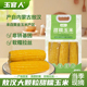 玉官人敖汉大黄糯玉米