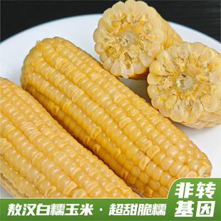 玉官人敖汉沙地白甜加糯玉米