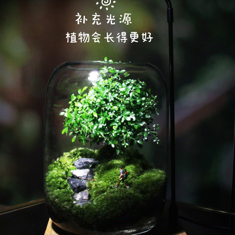 办公室桌面生态瓶自循环s微景观免打理微生态玻璃W微观鱼缸空g