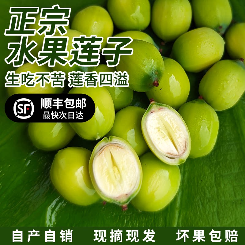 新鲜莲子+生吃不苦+顺丰包邮