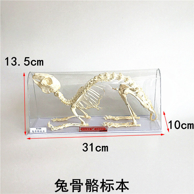 兔骨骼标本 骨骼标本J4141兔骨骼 兔子模型初中生物标本教学仪器