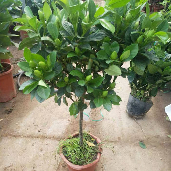 独杆栀子花苗四季开花大叶牡丹栀子花盆栽浓香型客厅阳台带花苞