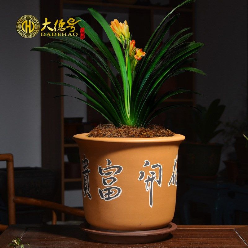 紫砂花盆 宜兴手工彩绘花开富贵大发财树 虎皮兰君子兰兰花兰草盆