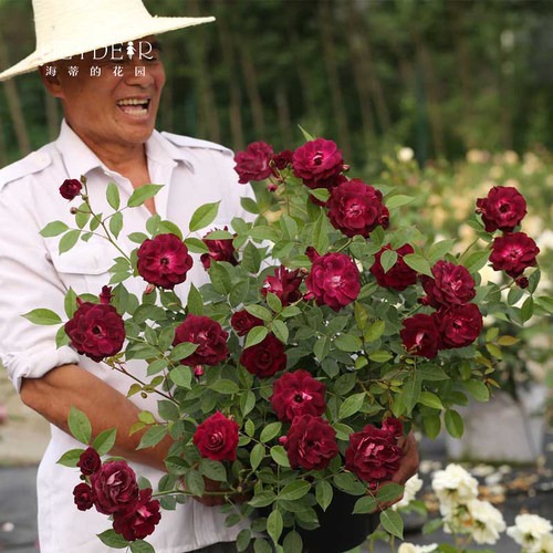 海蒂的花园葡萄冰山灌木月季可做藤本四季好养开花植物花卉盆栽苗