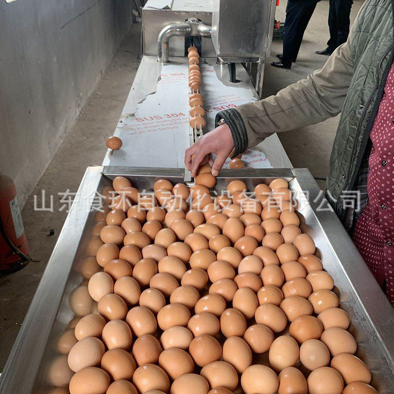 鹌鹑蛋清洗机 双排鸡蛋清洗机 清洗鸡蛋上的杂质 诸城洗蛋机厂家,清洗/食品/商业设备,打蛋机/洗蛋机/磕蛋机,淘宝优惠券,粉丝福利购,淘宝优惠卷