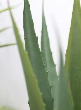 真植龙舌兰剑QEO仿兰盆栽室内客厅型摆件落地大绿植物服装店装饰