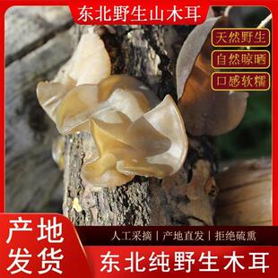 纯野生黑木耳东北特产木耳干货特级野生天然长白山秋木耳软糯500g