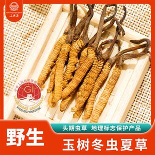 三江源冬虫夏草野生虫草 青海虫草4根1g玉树冬虫夏草 高海拔采挖