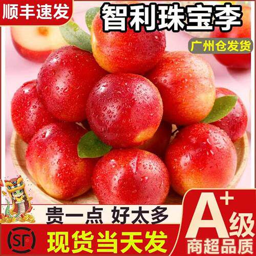 智利珠宝李芙蓉李李子新鲜水果当季孕妇水果包邮坏果包赔