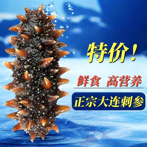 海参即食刺参大连海叁鲜活辽参干货野生海生500g特价单个装袋礼盒