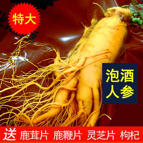 人参泡酒专用鲜人参新鲜长白山单支一斤500g克特大生人参保鲜人参