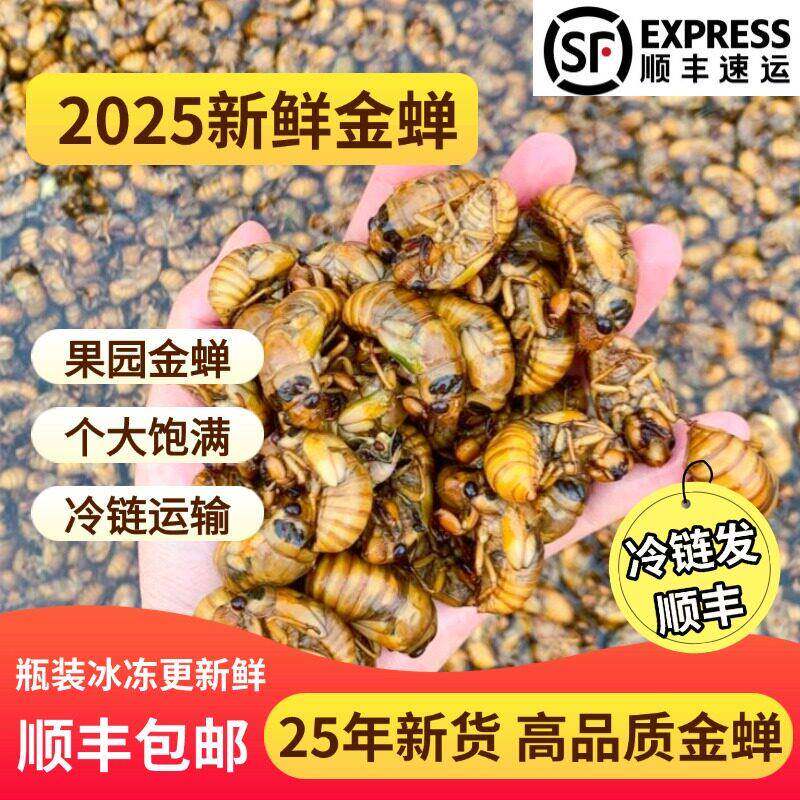 【顺丰】2025新鲜金蝉知瞭爬叉猴鸡拉猴唐僧肉300祇包邮